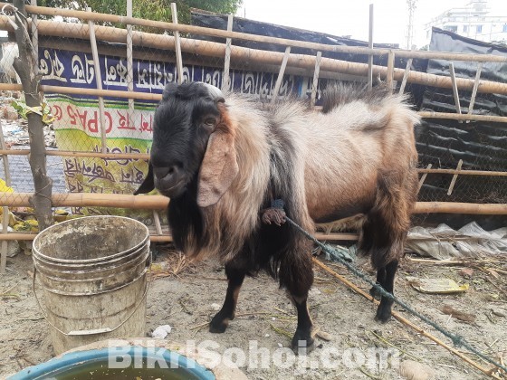 পাঠা টা বিক্রি করবো আলোচনা সাপেক্ষে